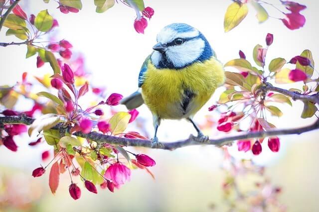 spring-bird-2295434_640